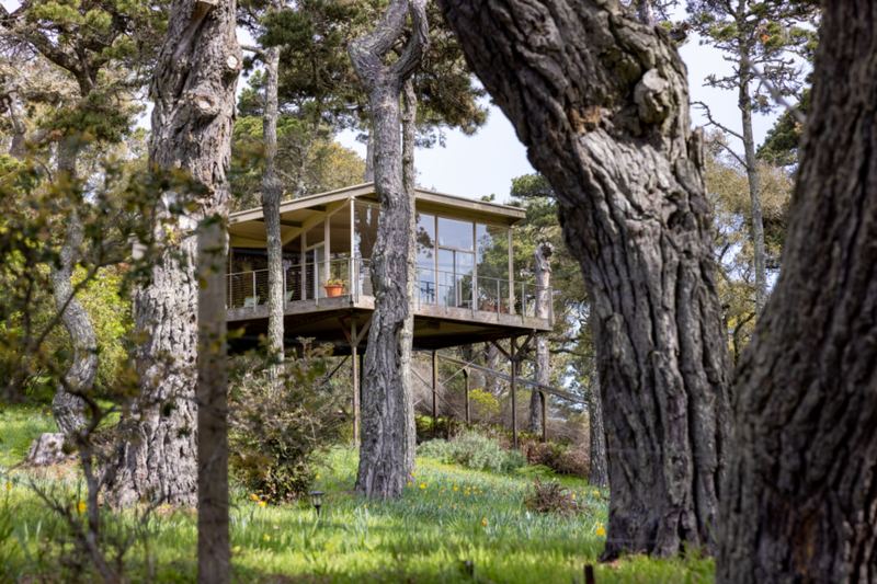 A timber house among tall trees